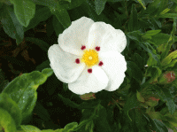 心理カウンセリングルームHiRaKu【ひらく】風景